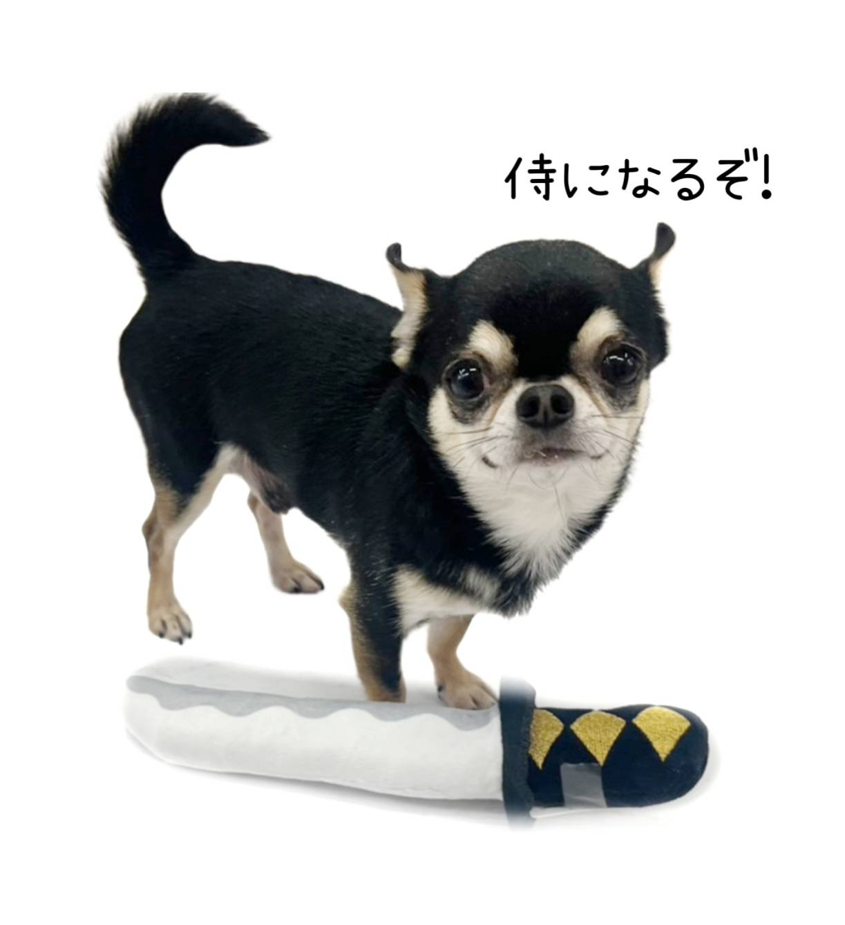 犬おもちゃ こどもの日 日本刀 にほんとう おもちゃ 犬 ペット トイ 刀 子供 飾り ぬいぐるみ 遊ぶ 音が鳴る 端午の節句 子供の日 5月5日 五月 人形 男の子 撮影 コスプレ チワワ 小型犬 子犬 噛む 甘噛み 鳴る 犬用品 ペットグッズ 3