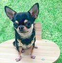 犬ハーネス パラコード お花 ハーネス kaiware フラワーハーネス 単品 犬 犬用ハーネス チワワ 小型犬 おしゃれ ソフト 柔らかい 軽い 子犬 介護 散歩 お出かけ 簡単 装着 気管 喉 首 優しい かわいい 胴輪 犬用品 ペットグッズ パラシュート 水に強い ニコちゃん かいわれ