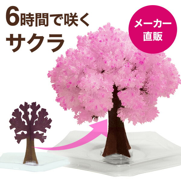 【メール便】マジック桜ミニ Magic桜ミニ 6時間で咲くサクラ マジック シリーズ エア花見 インドア花見 お花見グッズ お土産や結婚式のプチギフト おもちゃ 母の日 入学祝 卒業祝 合格祈願などに