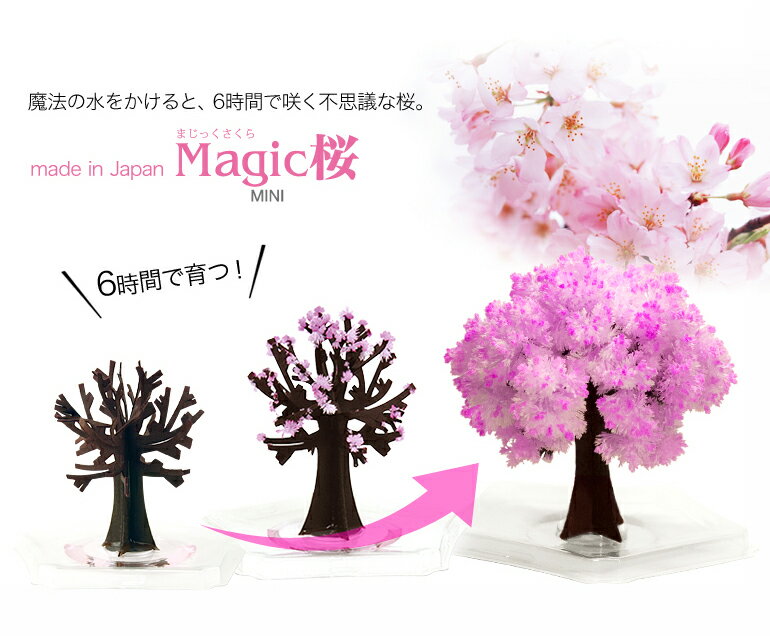 【メール便】 【フジテレビ ノンストップ！で紹介されました】Magic桜ミニ 木花咲耶姫ver. 海外へのお土産に マジック桜 magic sakura マジックツリーシリーズ コノハナサクヤヒメ 木花咲耶姫