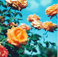 【中古】Relation / globe（帯なし）