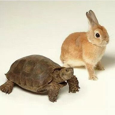 【中古】歩いていこう / いきものがかり（帯あり）