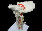【大阪人体模型センター 正規品】人体模型 頸椎 椎骨動脈 脊髄付きモデル 骨格模型【送料無料】