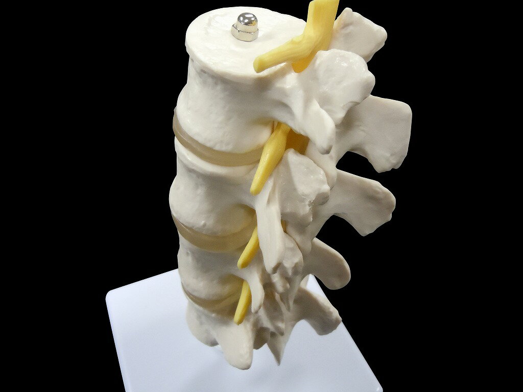 【大阪人体模型センター 正規品】人体模型 骨 腰椎　脊髄　実物大模型【送料無料】