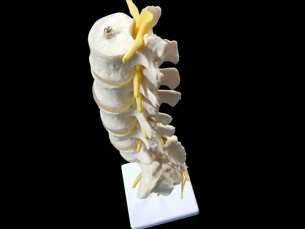 【大阪人体模型センター 正規品】【送料無料人体模型 仙骨 脊髄 神経モ デル