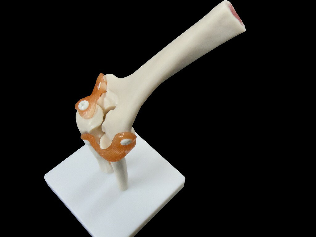 【大阪人体模型センター 正規品】 靭帯付き肘模型　人体模型　骨　模型 【送料無料】