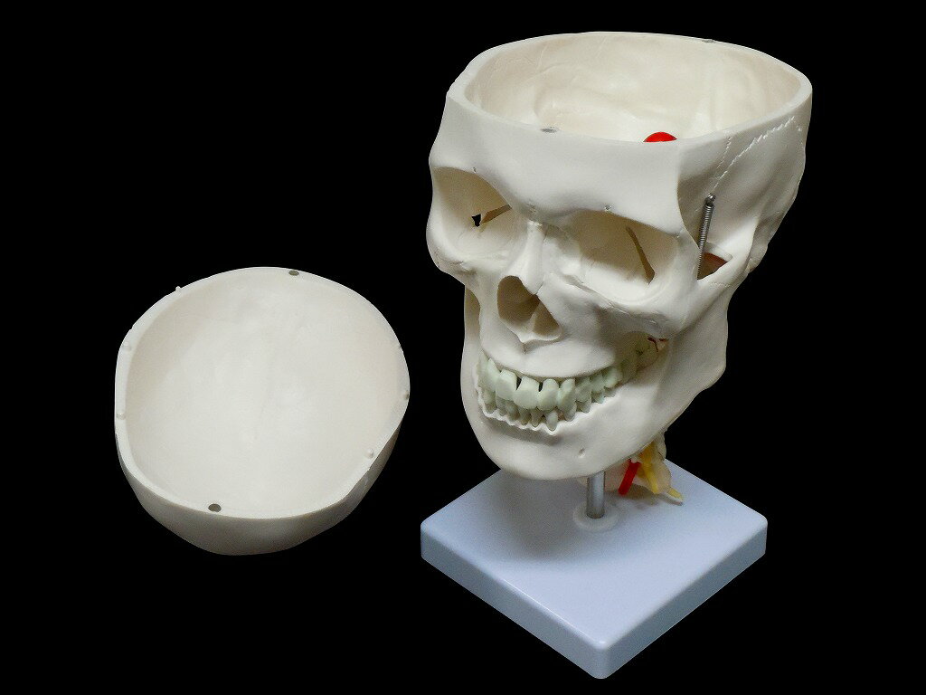 人体模型 頭蓋骨 実物大 精密模型 頸椎付き 人体模型 頭蓋骨 実物大 精密模型 頸椎付き