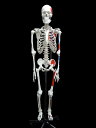 【大阪人体模型センター 正規品】人体模型 骨格模型 骨格 全身 精密等身大 筋肉起始 停止部表示モデル【送料無料】