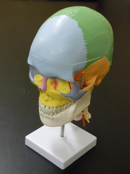 【大阪人体模型センター 正規品】人体模型 頭蓋骨 骨 模型 実物大 精密模型 頸椎付き 配色 【送料無料】