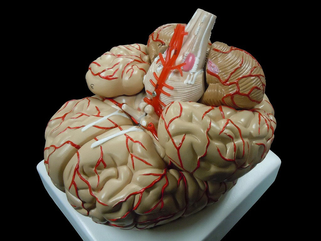 【大阪人体模型センター 正規品】脳 模型 実物大 8分解モデル 脳解剖模型 取り外し可能 高性能 送 ...