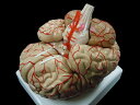 【大阪人体模型センター 正規品】脳 模型 実物大 8分解モデル 脳解剖模型 取り外し可能 高性能 送料無料