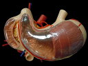 【大阪人体模型センター 正規品】人体模型 胃・十二指腸・膵臓+腹部大動脈模型【送料無料】