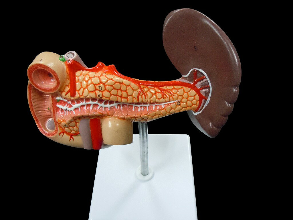 【大阪人体模型センター 正規品】人体模型 膵臓 脾臓 十二指腸模型 内臓【送料無料】