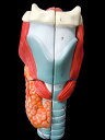 模型Human Model 男性骨盤模型 1.2kg QS16 ソムソ