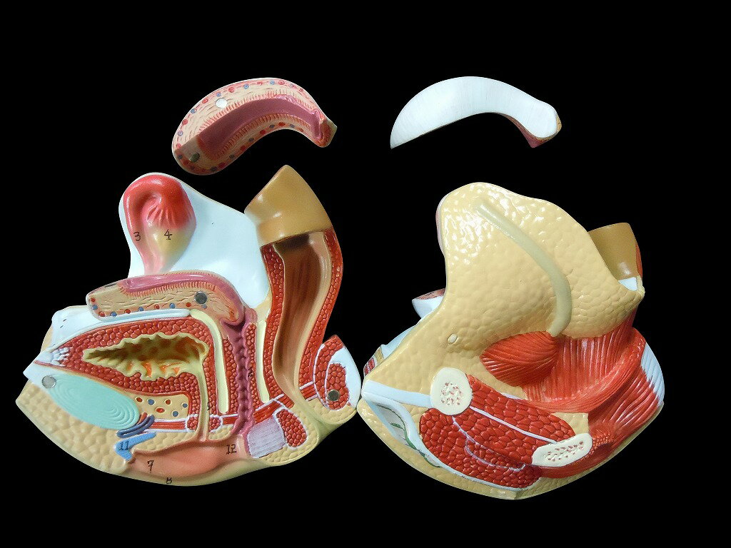 【大阪人体模型センター 正規品】人体模型 女性生殖器 泌尿器模型 実物大【送料無料】