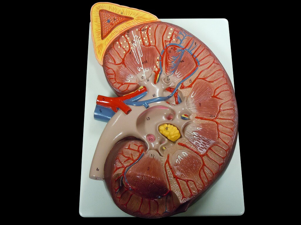 【大阪人体模型センター 正規品】人体模型 腎臓断面図 3倍拡大モデル【送料無料】