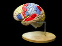 【大阪人体模型センター 正規品】人体模型 脳 模型 2倍拡大 取り外し可能 高性能 領域解説模型 ス ...