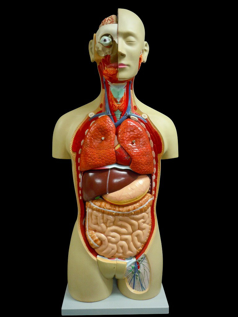 【大阪人体模型センター 正規品】人体模型 内臓模型 27分解モデル 等身大トルソー アルティメットEX 心臓 脳 肺 呼吸器 消化器 肝臓 腎臓 大腸 小腸 胃 十二指腸 アルティメット 数々の納品実績 医療系ドラマでも大活躍中 送料無料