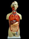 【大阪人体模型センター 正規品】人体模型 内臓模型 27分解モデル 等身大トルソー アルティメットEX 心臓 脳 肺 呼吸…