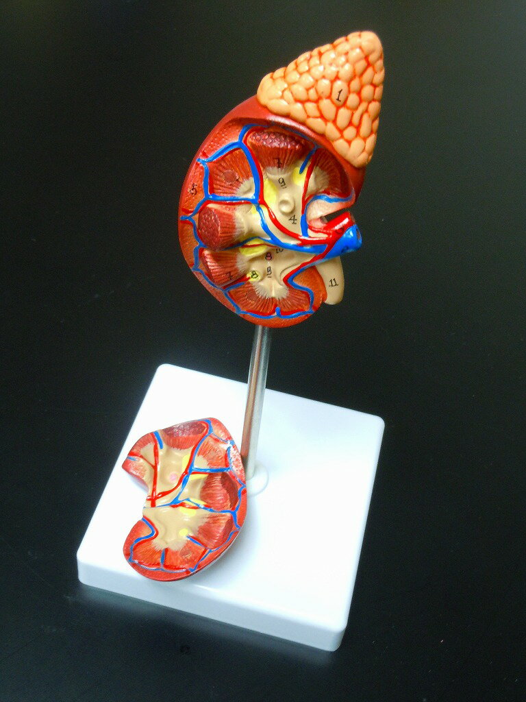 【大阪人体模型センター 正規品】人体模型　腎臓・副腎　模型　 実物大【送料無料】