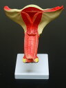 【大阪人体模型センター 正規品】【送料無料】人体模型 女性生殖器 子宮 膣 卵巣模型【送料無料】