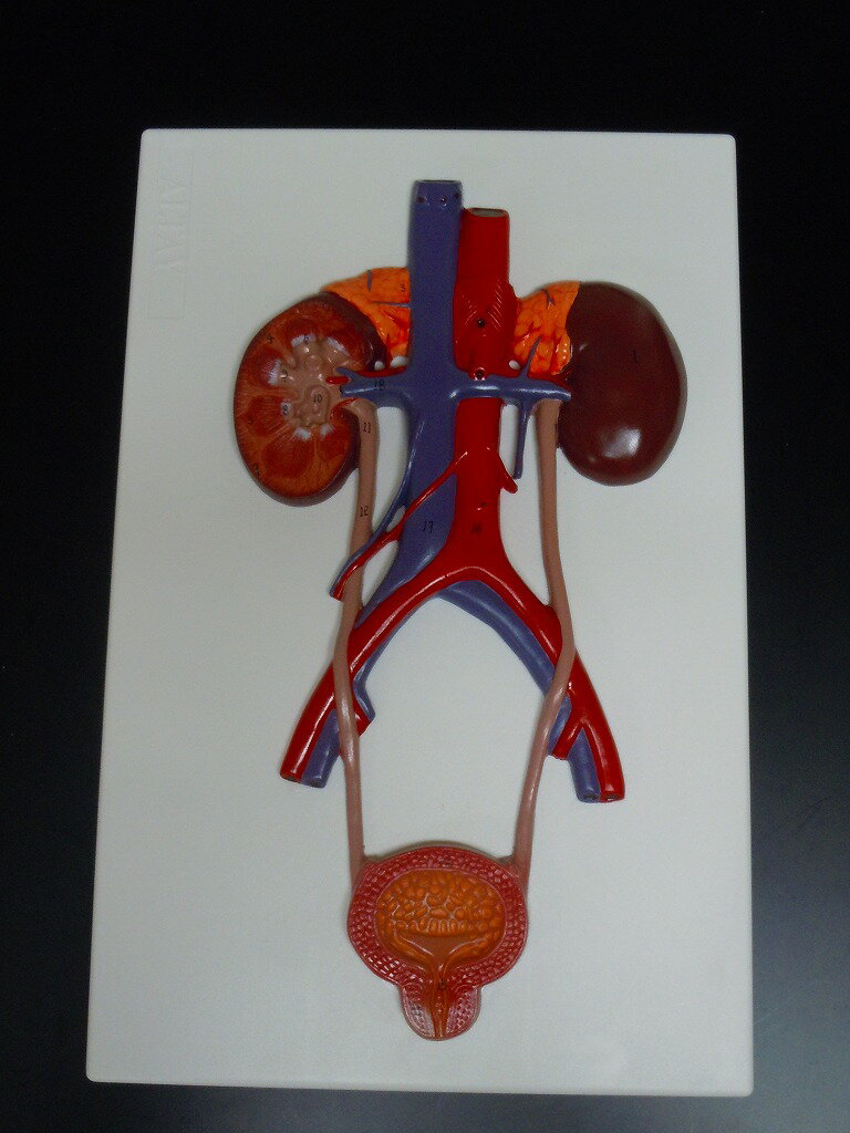 【大阪人体模型センター 正規品】人体模型　泌尿器　腎臓、副腎、尿管、膀胱、前立腺　全体 実物大　模型