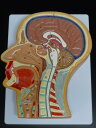 【大阪人体模型センター 正規品】人体模型 頭部 鼻 口 頚部 正中断面模型 等身大【送料無料】
