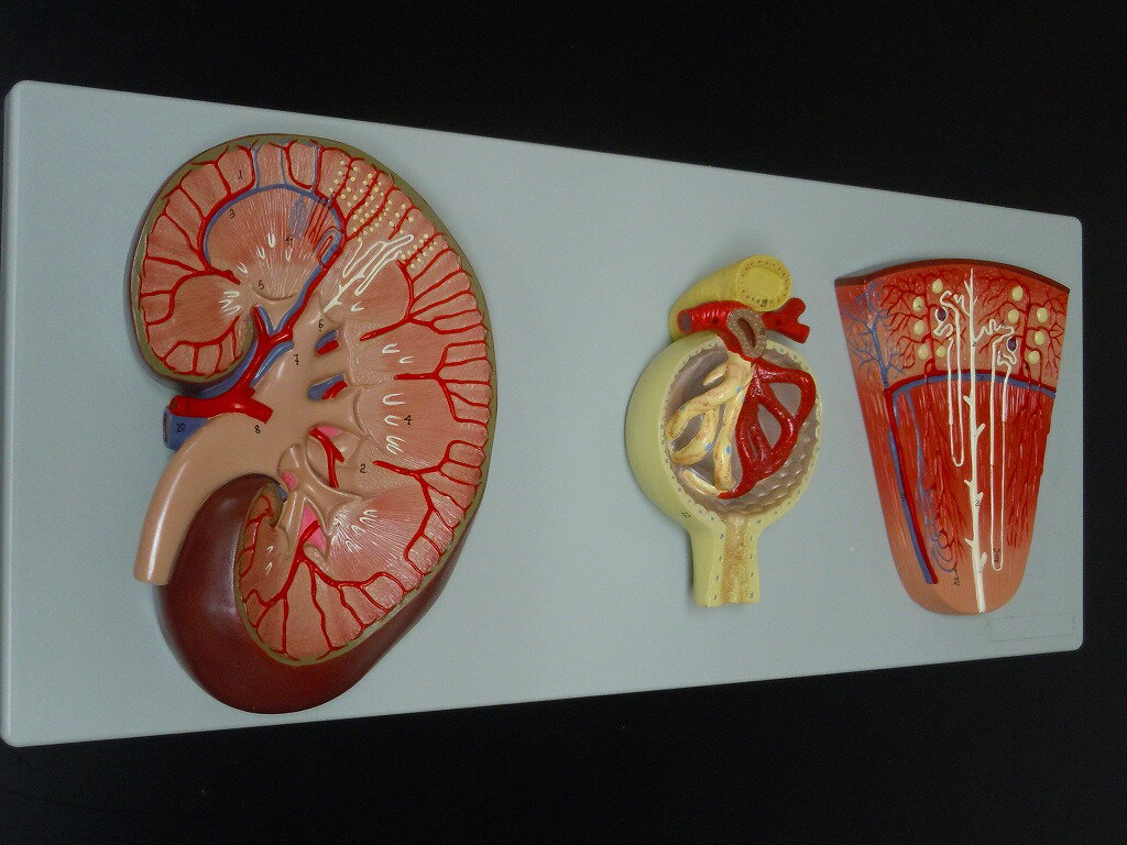 人体模型　腎臓 泌尿器 糸球体 ネフロン 腎臓拡大 デラックス模型