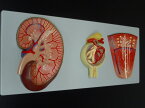 【送料無料】 人体模型　腎臓 泌尿器 糸球体 ネフロン 腎臓拡大 デラックス模型