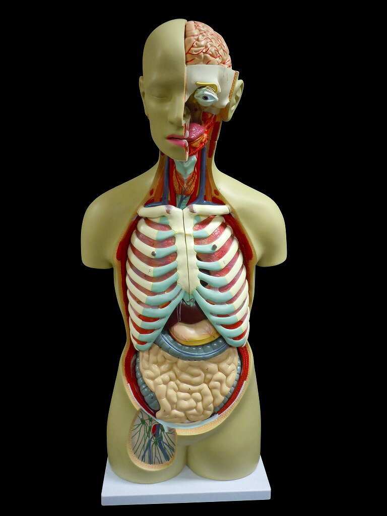 【大阪人体模型センター 正規品】人体模型 等身大トルソー 19分解モデル 内臓模型 心臓 脳 肺 呼吸器 消化器 肝臓 腎…