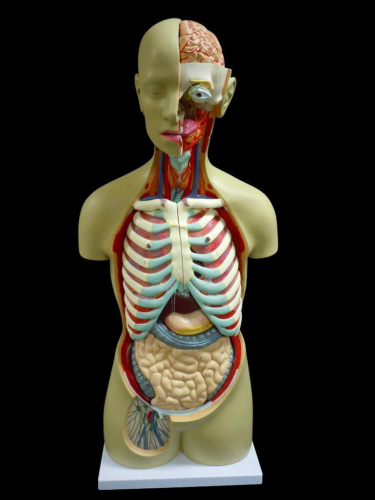 【大阪人体模型センター 正規品】人体模型 等身大トルソー 19分解モデル 内臓模型 心臓 脳 肺 呼吸器 消化器 肝臓 腎臓 大腸 小腸 胃 ..