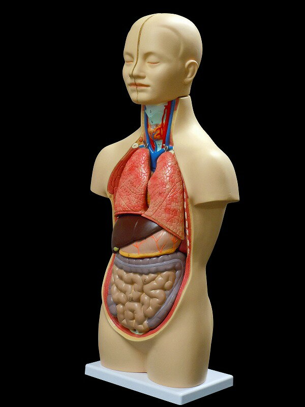 【大阪人体模型センター 正規品】 全身 内臓 トルソー 12分解モデル 50cm アルティメットミニ 人体模型