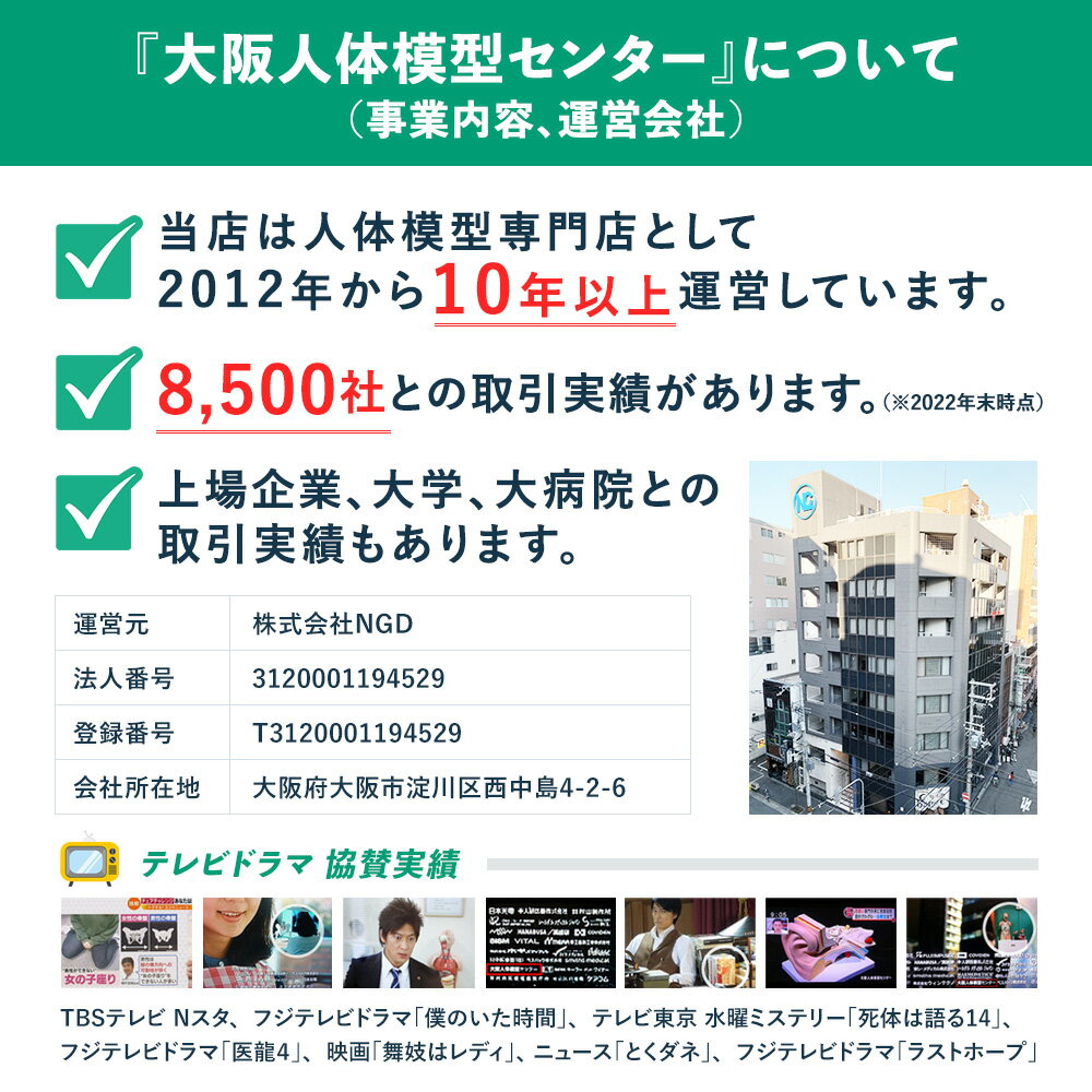 【大阪人体模型センター 正規品】【送料無料人体...の紹介画像2