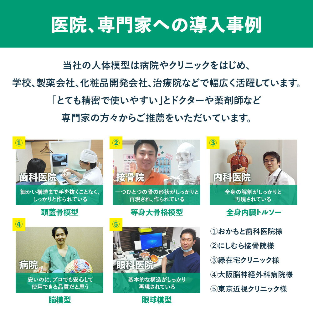 【大阪人体模型センター 正規品】人体模型 男性 泌尿器 生殖器模型 実物大【送料無料】 3