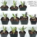 パキポディウム ロスラーツム グラキリス 生花 象牙宮 塊根 植物 コーデックス インテリア グリーン 多肉植物 マダガスカル 育てやすい 夏型 黄色い花 実生...