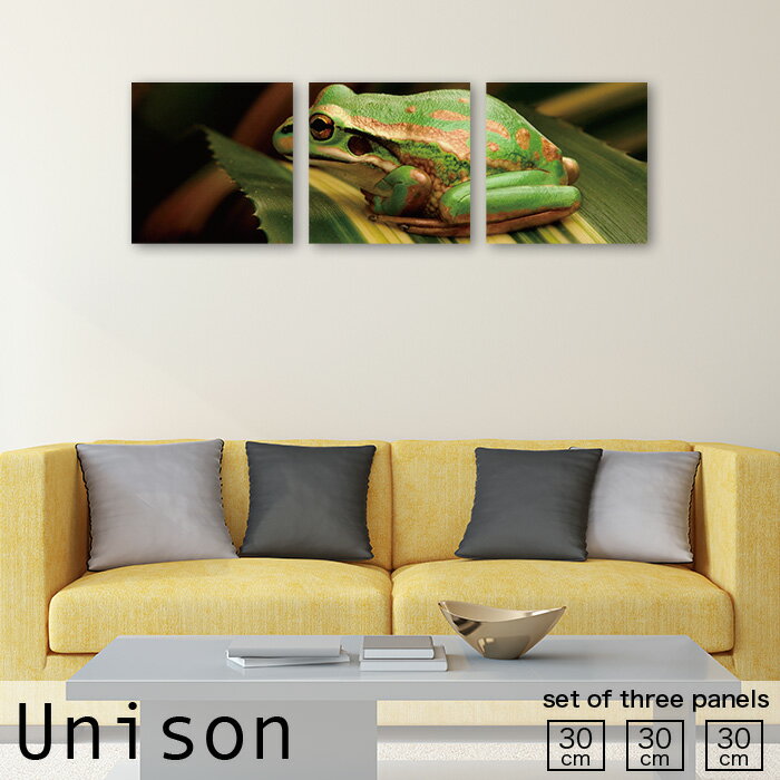 アートパネル 3枚 セット モダン 絵画 動物 アニマル 実写 リアル 自然 蛙 カエル フロッグ 写真 雨 梅雨 植物 水場 水草 かわいい 落ち着く 癒し 生命 生物 パネル アート インテリア 雑貨 壁 軽量 おしゃれ 絵 モダンファブリックパネル 正方形 30cm