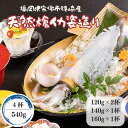 国産 いか 刺身 イカ 姿造り 刺身 120g~160g 計540g 活イカ 4杯 烏賊 ヤリイカ 活造り【冷凍】 お中元 ギフト イカ 九州 福岡 鐘崎産 天然 槍いか 新鮮 小型 おつまみ お歳暮 贈答 父の日 お取り寄せ グルメ 槍イカ いかそうめん 海鮮 海産物 送料無料
