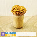 【母の日】【2個セット】なめこ栽培キット×2本 福島県産 家庭栽培・自由研究 (クール便)
