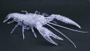 自由研究24 EX-3 いきもの編 アメリカザリガニ(透明)