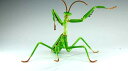 自由研究23 いきもの編 オオカマキリ