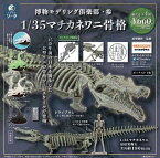 博物モデリング倶楽部・参1/35 マチカネワニ骨格　1BOX4個入り