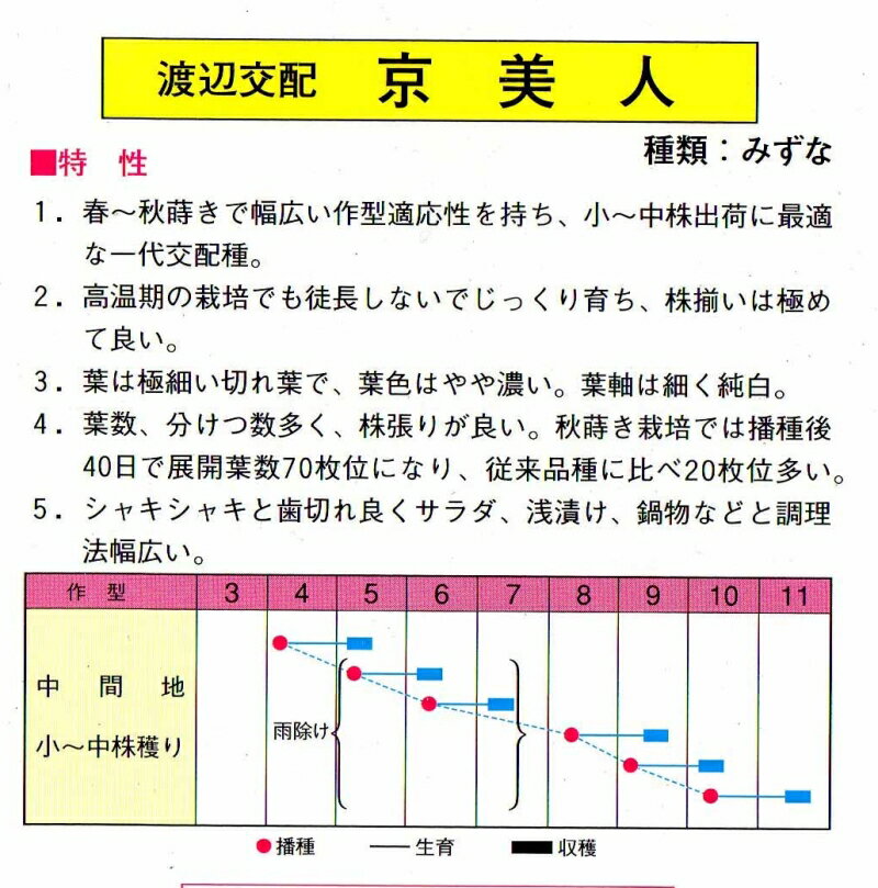 京美人水菜