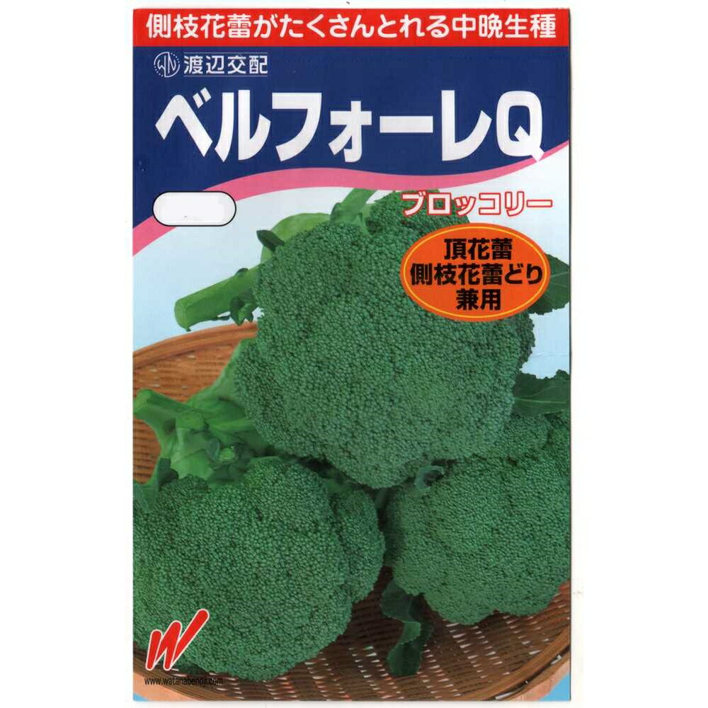 ベルフォーレQ ブロッコリ