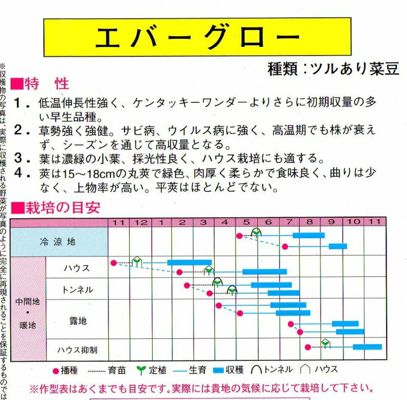 エバーグロー菜豆（つるあり）
