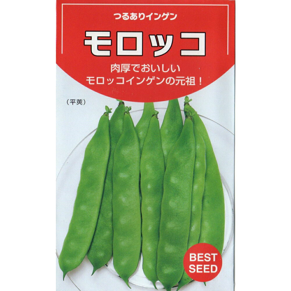 モロッコ菜豆