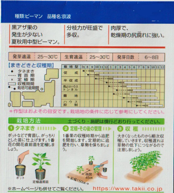 京波ピーマン