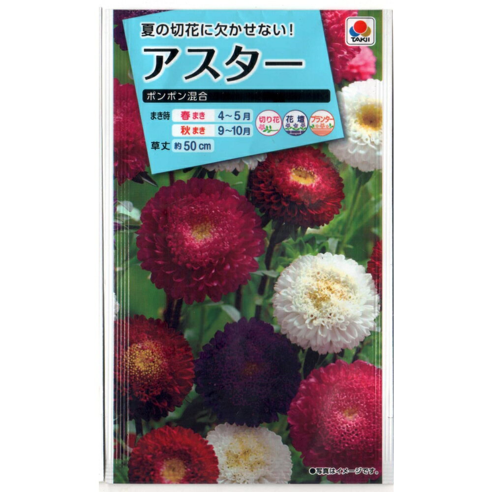 アスターポンポン咲混合