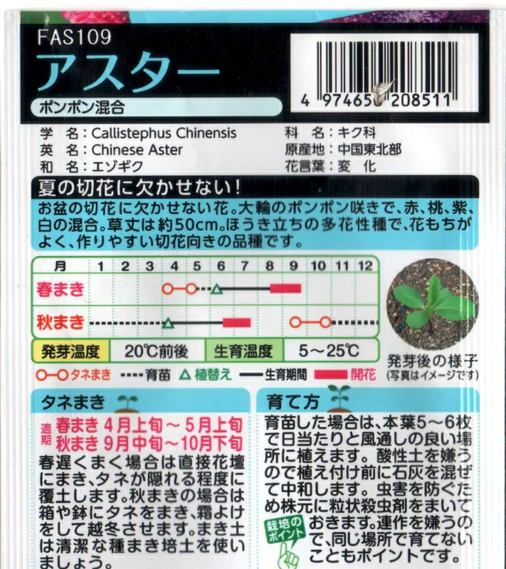 みづほ商店のアスターポンポン咲混合｜アングル2