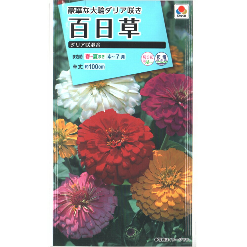 ɴ���� ���ꥢ��