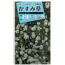 かすみ草 コベントガーデン
